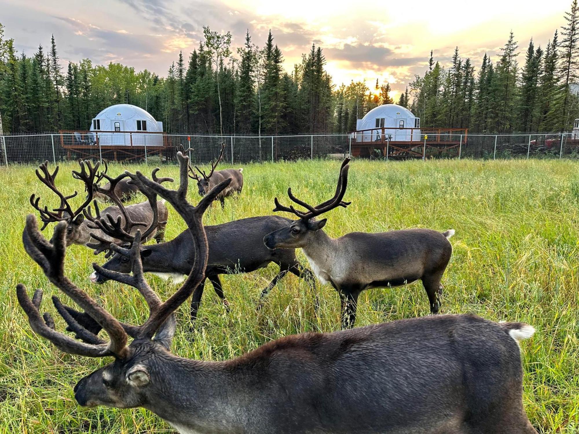 Villa Pleasant Acres Reindeer Ranch Pleasant Valley Exterior foto